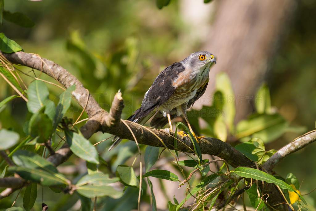 Besra Сȸӥ (Accipiter virgatus) վ֦