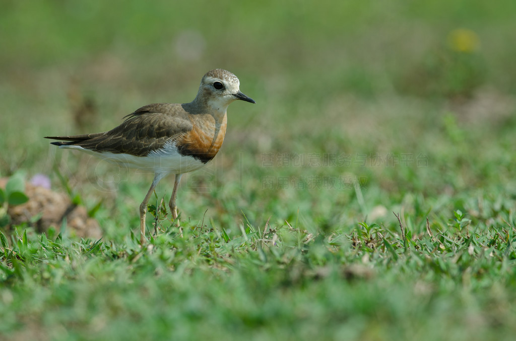 ̩ȻݵϵĶa (Charadrius veredus)