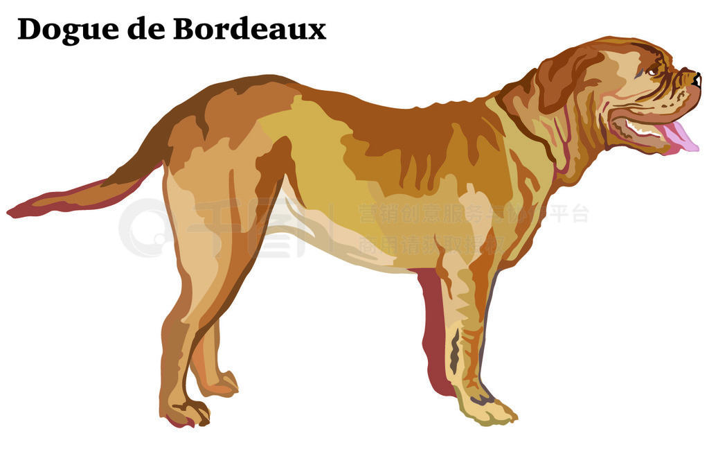 վ Dogue de Bordeaux еФ񣬰ɫϹʸɫͼ