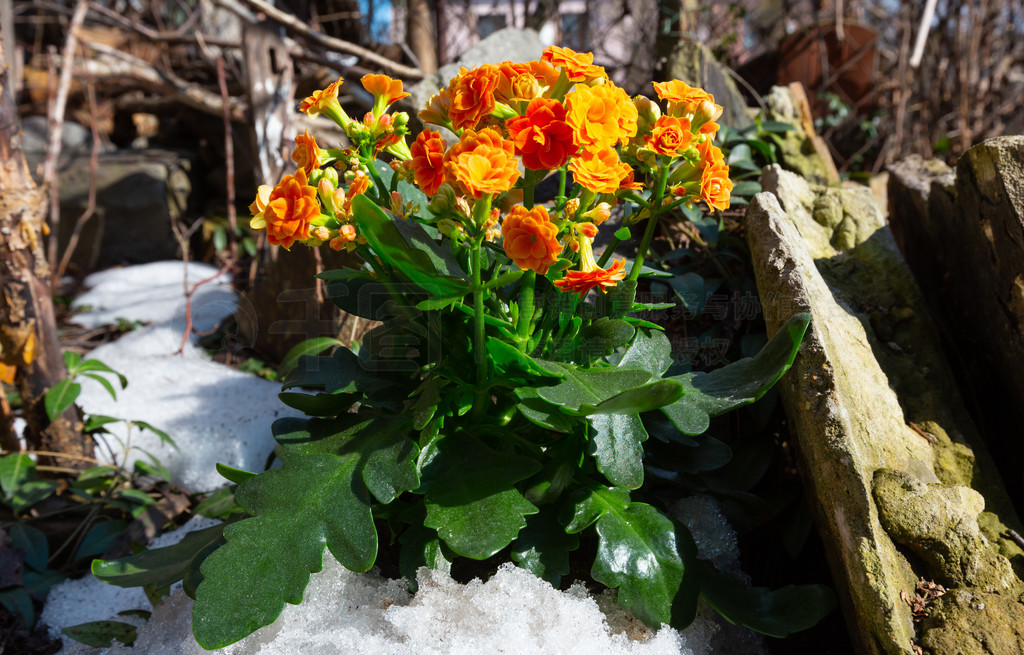 Kalanchoe (Kalanchoe blossfeldiana) ֲڴʯʻ԰ݵϿųɫĻѩڻˡ