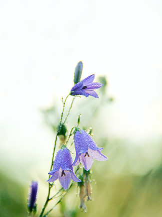 露珠中的风<i>信</i>子。风铃草的花。美丽的风铃草紫色花朵覆盖着晨露的水滴。早晨凉爽。黎明时的野花。花与水滴。露珠中的风<i>信</i>子。风铃草的花。黎明的野花
