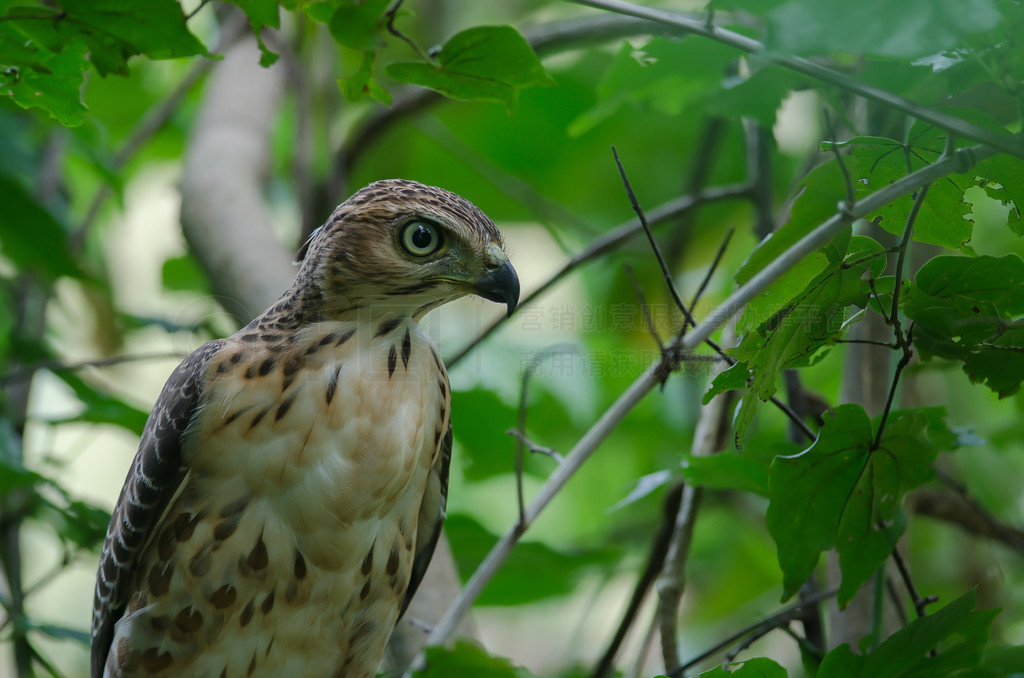 ̩Ȼеķͷӥ (Accipiter trivirgatus)