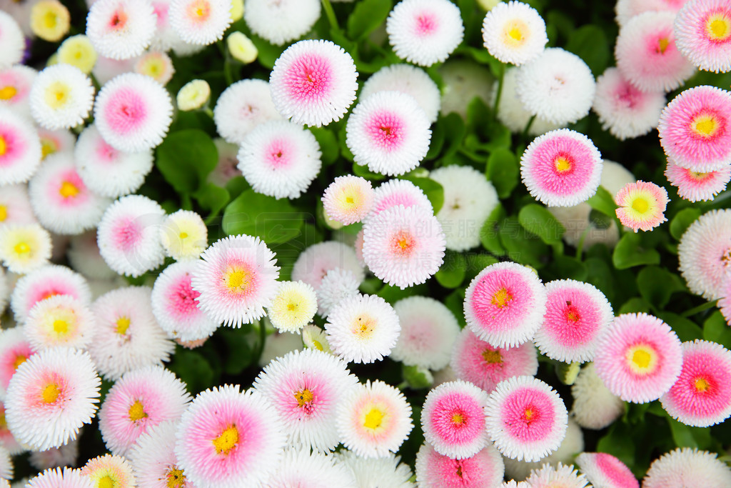 ɫĳ (Bellis perennis) ڻ԰ǳ