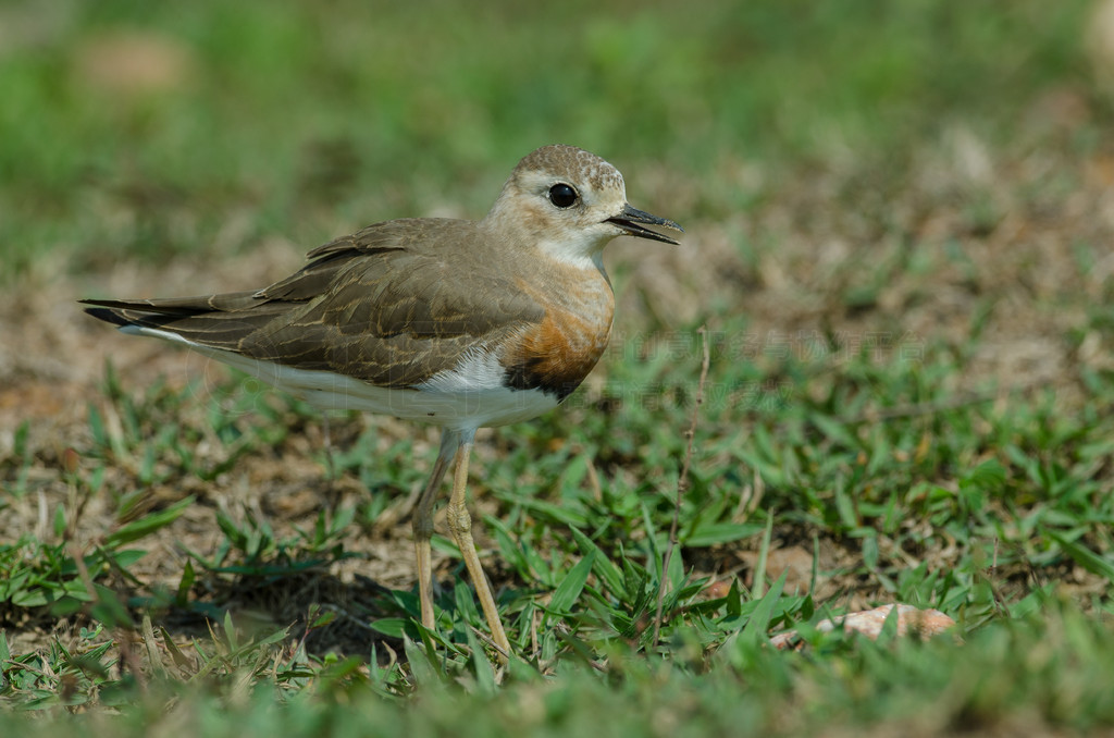 ̩ȻݵϵĶa (Charadrius veredus)