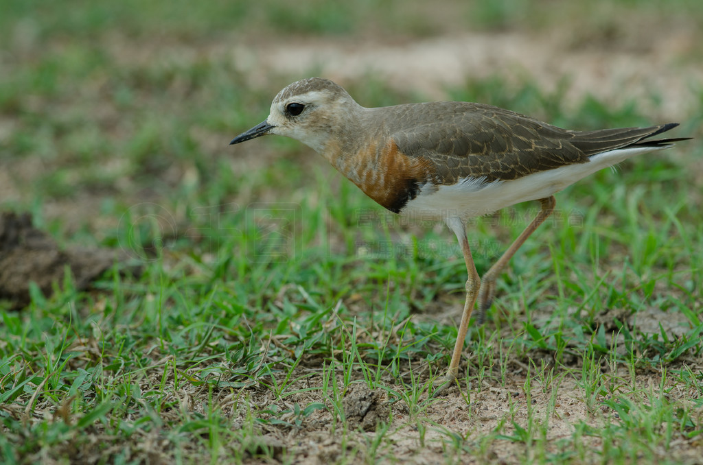 ̩ȻݵϵĶa (Charadrius veredus)