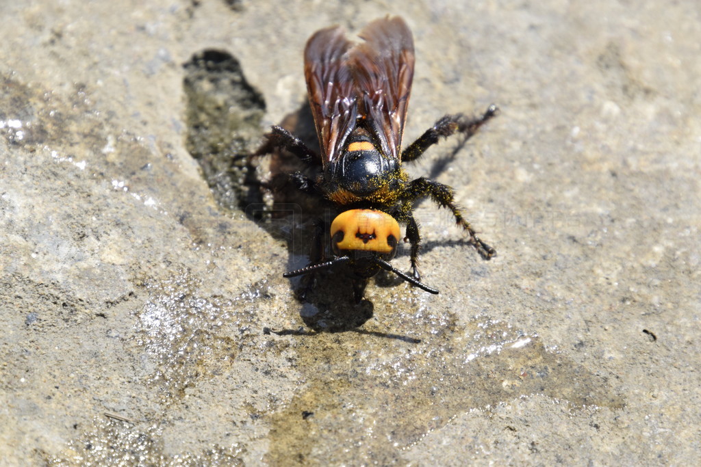 ߴʯ򼡣Ʒ䡣Megascolia maculata Wasp Scola - ˮˮľͻ