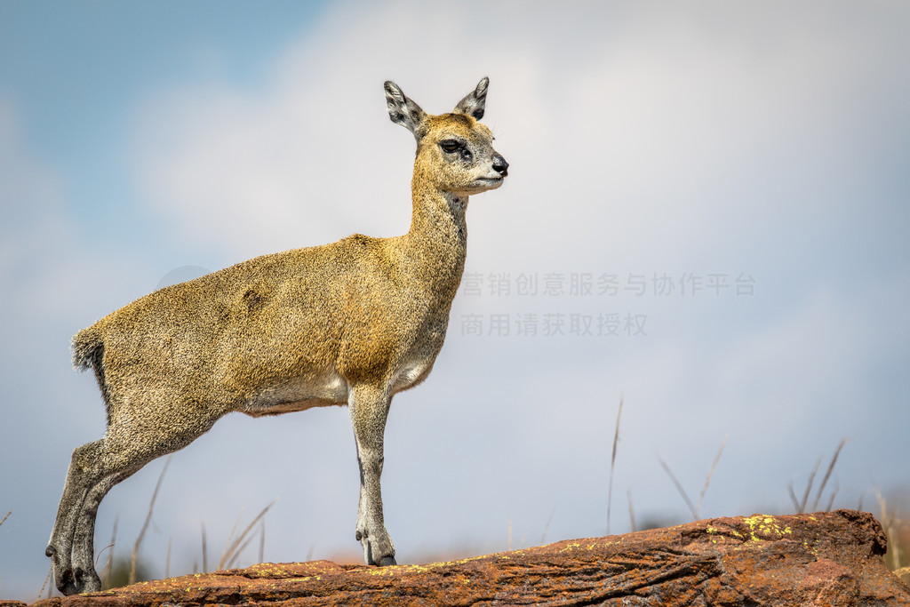 Klipspringer վʯϣϷչҹ԰