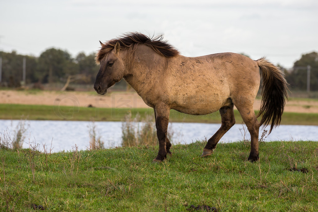 ҹ԰ Oostvaardersplassen  Konik ˮظҹ԰ Oostvaardersplassen  Konik ڳˮ