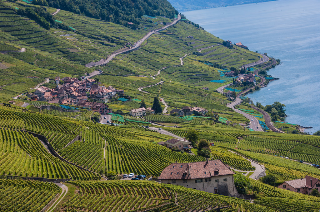 terrasse de lavaux,lac leman,,ʿ