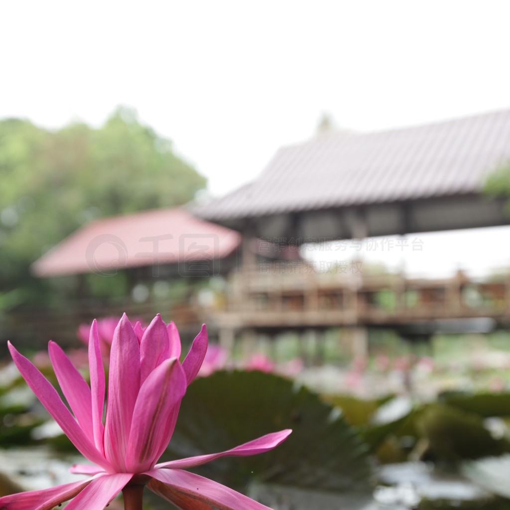 ̩ȱǸһ԰.. ASIA THAILAND AYUTHAYA NATURE LOTUS FLOWER