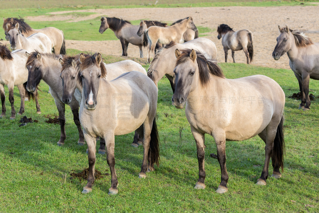 ҹ԰ Oostvaardersplassen  Konik ȺƬµĻҰŴԼ 1000 ƥҰҹ԰ Oostvaardersplassen һȺ konik 