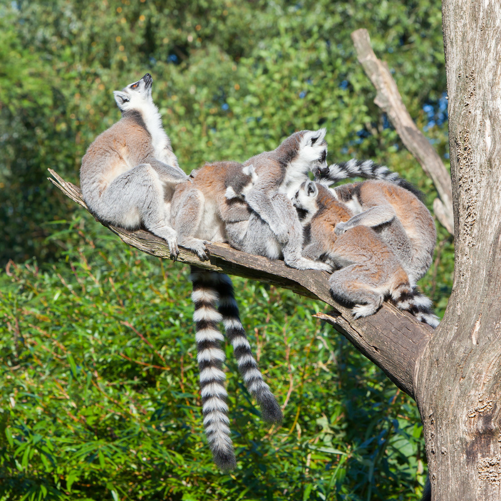 ԰Ļβ (Lemur catta)