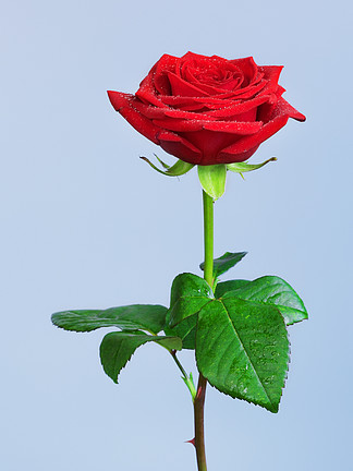 单独一朵玫瑰花的图片图片