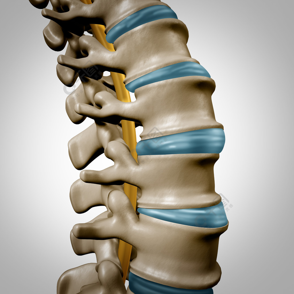 人体脊柱解剖部分和脊柱概念作为医疗保健身体符号以骨骼结构和椎间盘
