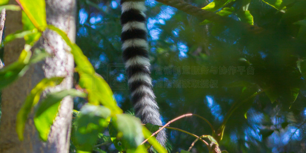 βǰ (Lemur catta)