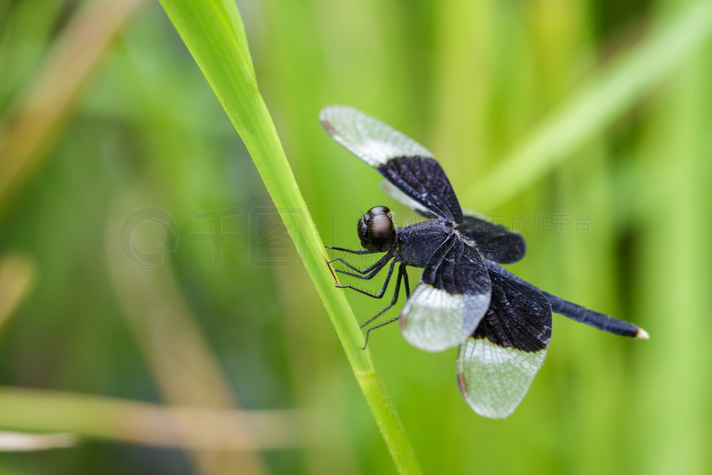 ҶϵȾɫˮƲ (Neurothemis Tullia) ͼ涯