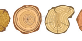 树木年轮套装。矢量孤立的木制年度圆形<i>部</i>分的图标。树木年轮套装。矢量孤立的图标
