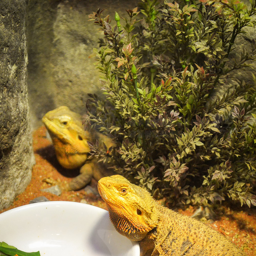 ڵϵĺ  ĴɳĮ/Pogona Vitticeps