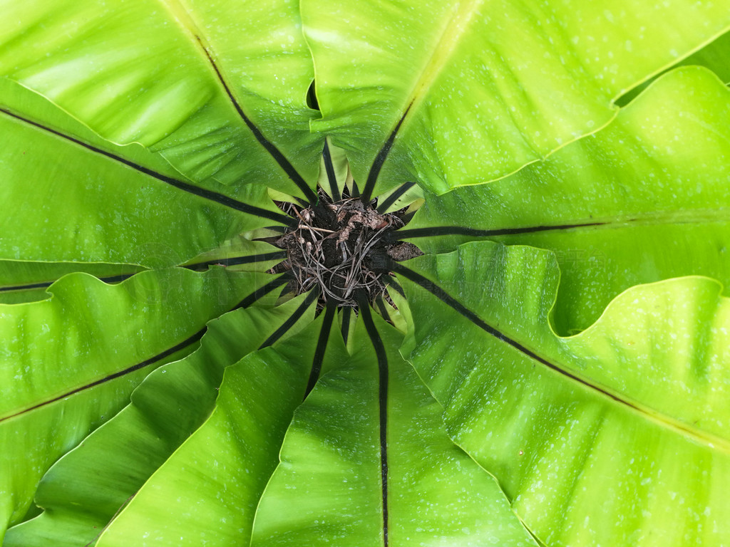 Ȼͼާ / Asplenium nidus fern