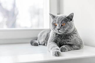 高贵的<i>骄</i>傲猫躺在窗台上。蓝灰色毛皮的英国短毛猫。高贵的<i>骄</i>傲猫躺在窗台上。英国短毛猫