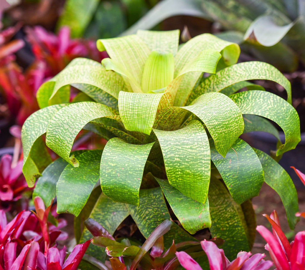 Ҷ԰ɫƷ滨ֲﱳ/ Aechmea fasciata 