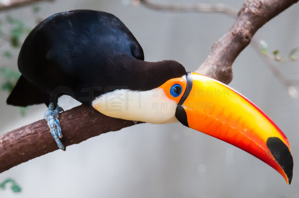  (Ramphastos toco) ȴɭֵֻ֦