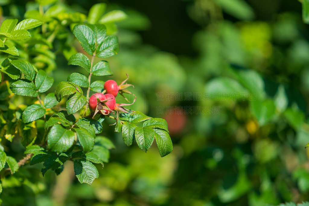 õ彬õ (Rosa canina)ȻеҰõı