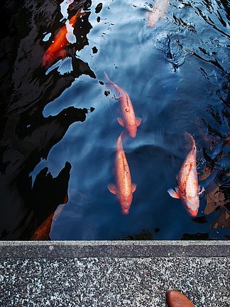 色彩艳丽的锦鲤鱼在池塘中移动,阴影和 i