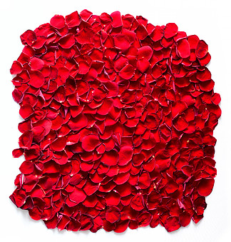 红玫瑰花瓣背景，图案。非<i>常</i>适合婚礼设计、情人节、周年纪念日等。在白色上隔离。