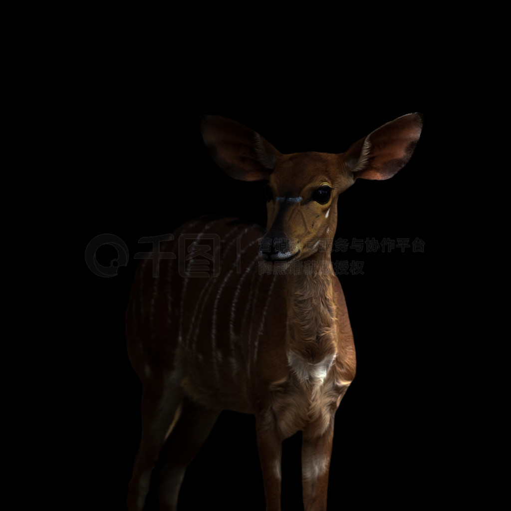 nyala (tragelaphus angasii) վںڰ