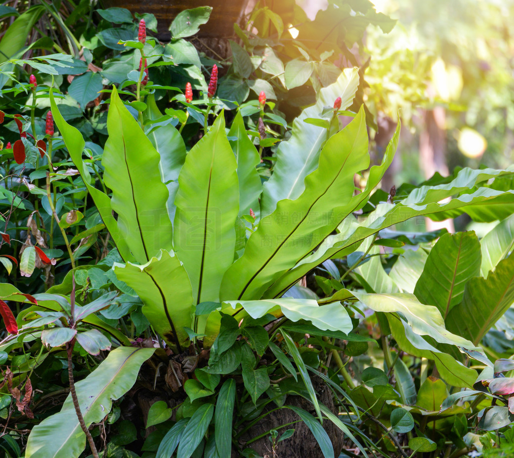 ȴֲ԰ާ/Ĺ԰װާҶ  Asplenium nidus