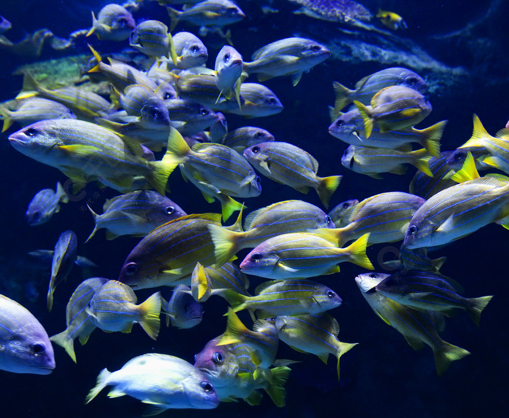 海洋生物有哪些 鱼类图片