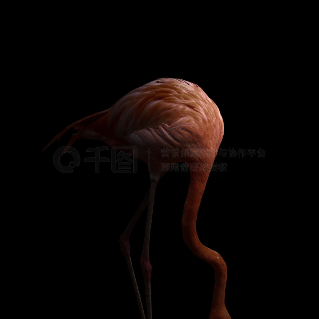  (Phoenicopterus ruber) ɫ