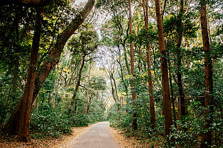 明治神宮公園鬱鬱蔥蔥的 i>綠 /i>林中 i>大 /i> i>樹 /i>間空曠的