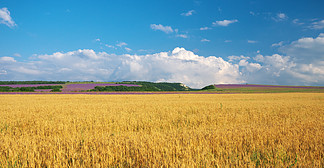 山中的小麦草甸。自然组成。