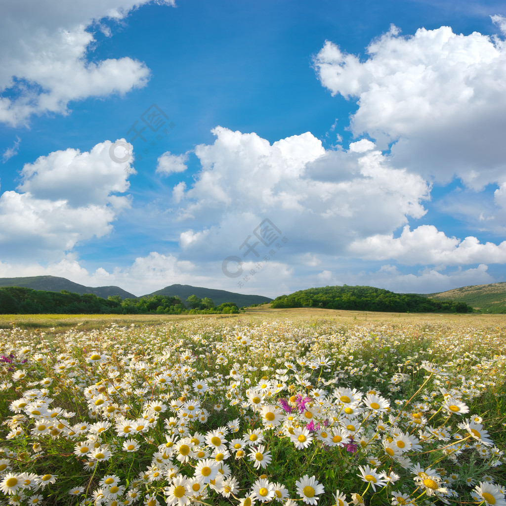 春天的雛菊花在草地上美麗的風景