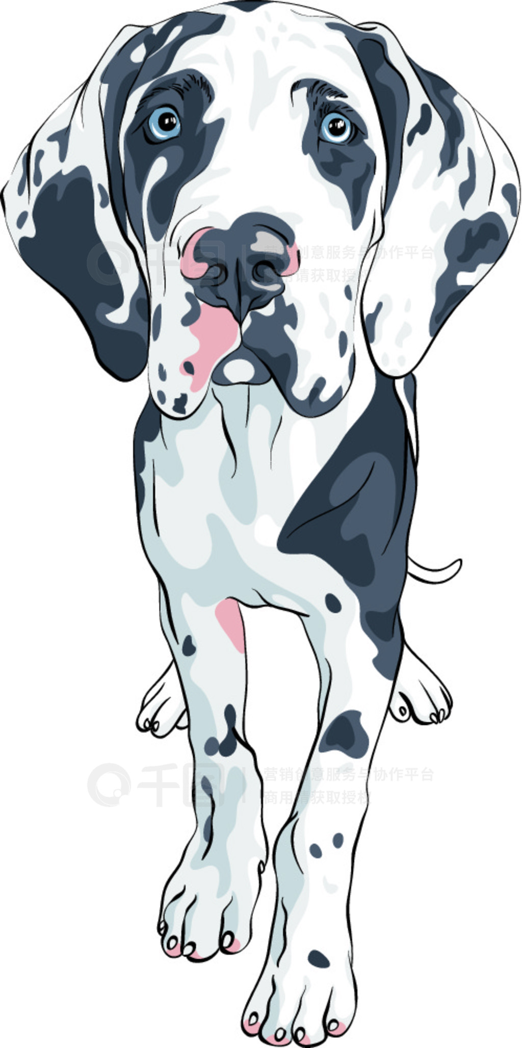 ʸߵ㹷 Harlequin Great Dane Puppyʸߵ㹷ȮƷ