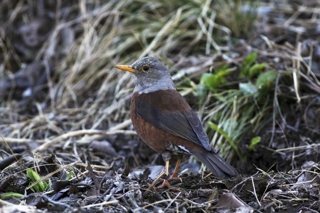 üTurdus rubrocanus°.. üTurdus rubrocanus°