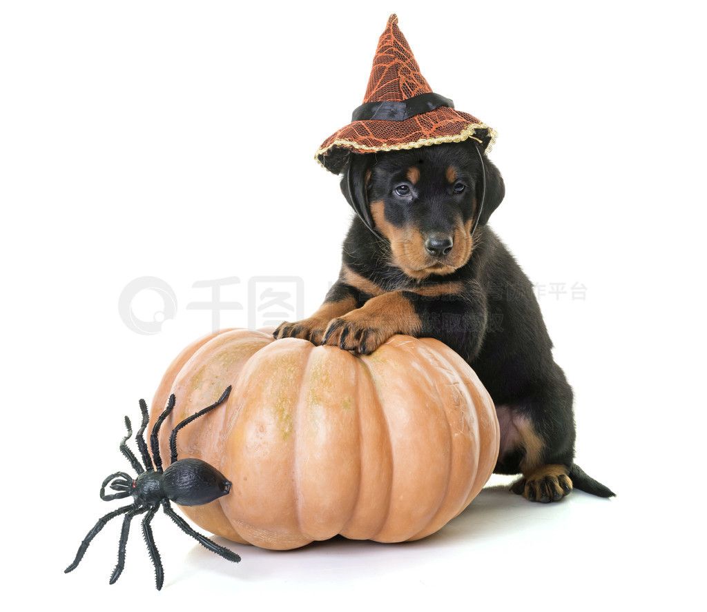 ڰɫǰС beauceron