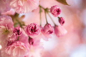 关闭粉红色盛开的樱花图片