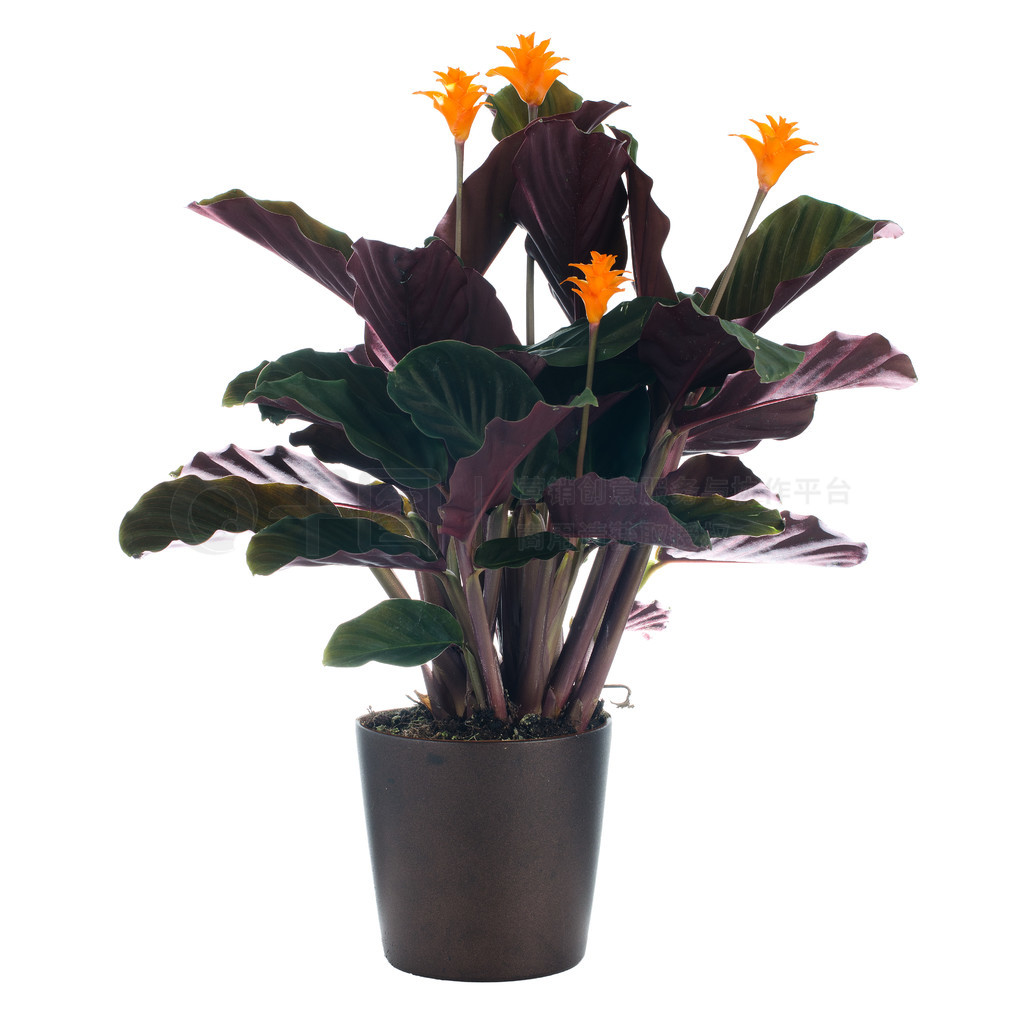 Ļ滨 (calathea crocata) ڰɫɫС