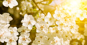 春天的花朵。美丽开花的树枝。樱桃-樱花和太阳与自然色的背景。宽幅照片。