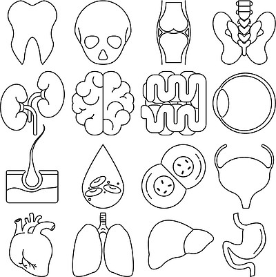 幼儿园人体器官简化图图片