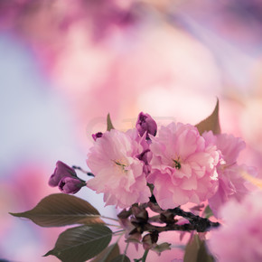 关闭粉红色盛开的樱花图片