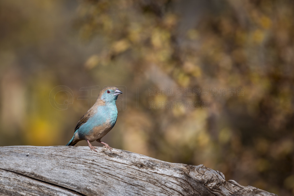 Ϸǿ³ҹ԰ģȻй Cordonbleu Estrildidae  Uraeginthus angolensis 塣Ϸǿ³ҹ԰ Cordonbleu