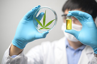 一位科学家正在实验室检查和分析大麻试验，大麻植物用于草药 cbd 油