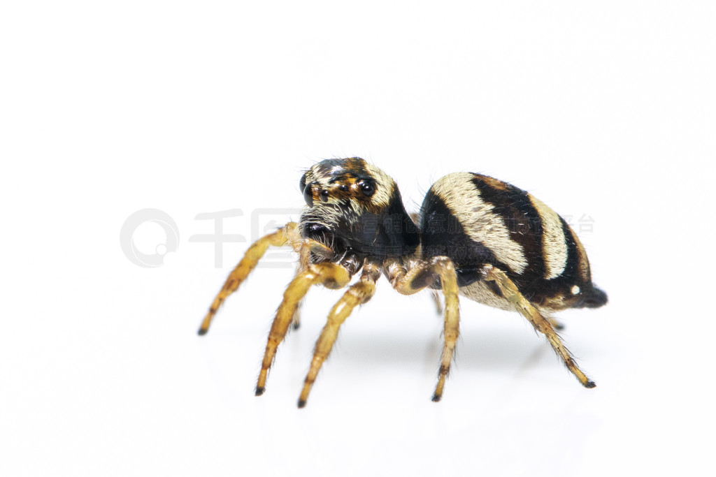 bleeker  (Euryattus bleekeri) ڰɫϵͼ档