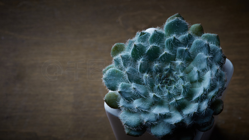 Բζֲ֭ĶͼֲEcheveria Bristly ڻһиƿռľľϡ֭ Echeveria Bristly ľϵĻ