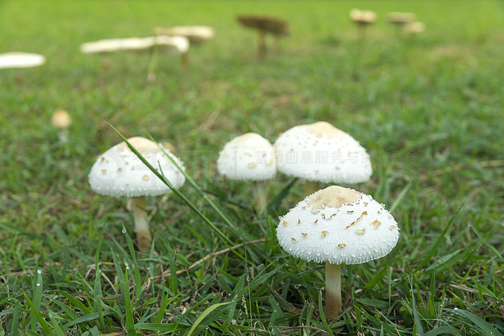 白蘑菇野生高清摄影图片下载