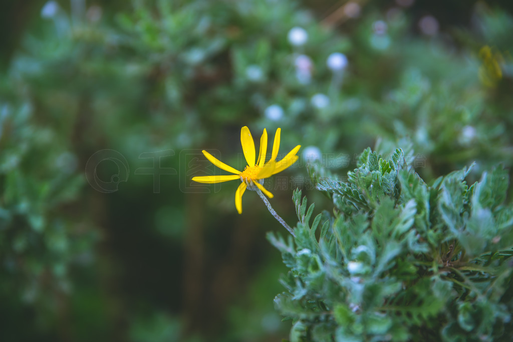 ͼ euryops chrysanthemoides޹ľաʢĹľϵľŶ޵ĳաڻ԰ĻɫĴۡ Euryops chrysanthemoides޹ľ